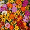 Monarch Butterfly Wildflower Mix Seeds