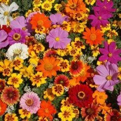 Monarch Butterfly Wildflower Mix Seeds