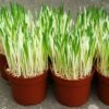 Cat Grass Seeds -Park Seed® Shop 51091