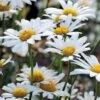 'White Breeze' Shasta Daisy Seeds -Park Seed® Shop 51115