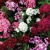 Dash™ F1 Mix Dianthus Seeds -Park Seed® Shop 51159 PK 100
