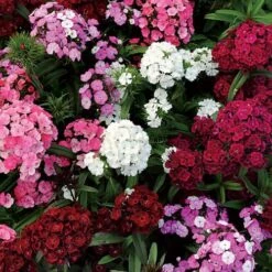 Dash™ F1 Mix Dianthus Seeds
