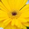 Majorette Yellow Dark Eye Gerbera Seeds -Park Seed® Shop 51174