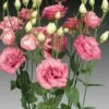 Cessna Rose Lisianthus Seeds -Park Seed® Shop 51181 pk p1