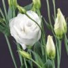Cessna White Lisianthus Seeds 2 Cessna White Lisianthus Seeds -Park Seed® Shop 51182 pk p1