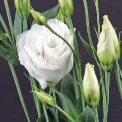 Cessna White Lisianthus Seeds