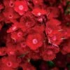Rockin'™ Red Dianthus Seeds -Park Seed® Shop 51188
