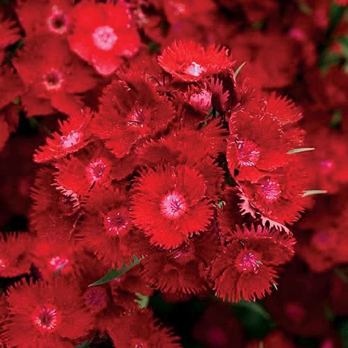 Rockin'™ Red Dianthus Seeds 3 Rockin'™ Red Dianthus Seeds