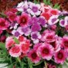 Diana Picotee Mix Dianthus Seeds -Park Seed® Shop 51197 PK 250