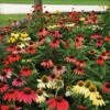 Cheyenne Spirit Coneflower Seeds 2 Cheyenne Spirit Coneflower Seeds -Park Seed® Shop 51231
