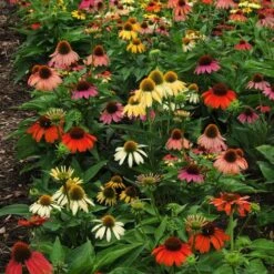 Cheyenne Spirit Coneflower Seeds -Park Seed® Shop 51231 2