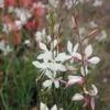 Sparkle White Gaura Seeds 1 Sparkle White Gaura Seeds -Park Seed® Shop 51239