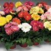 Jaguar™ Mix Gerbera Daisy Seeds 1 Jaguar™ Mix Gerbera Daisy Seeds -Park Seed® Shop 51338 pk p1