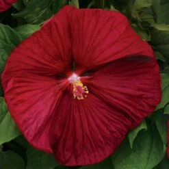 Luna™ Red Hibiscus Seeds