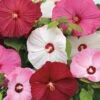 Luna™ Mix Hibiscus Seeds -Park Seed® Shop 51370