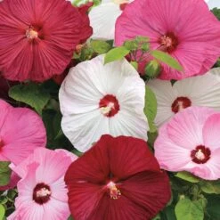 Luna™ Mix Hibiscus Seeds