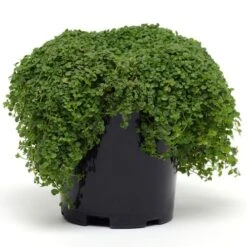 Mini Ornamental Mint Seeds -Park Seed® Shop 51428 PK P1 2