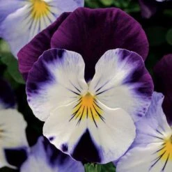 Cool Wave® Violet Wing Pansy Seeds