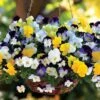 Cool Wave® Mix Pansy Seeds 1 Cool Wave® Mix Pansy Seeds -Park Seed® Shop 51488