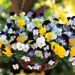 Cool Wave® Mix Pansy Seeds