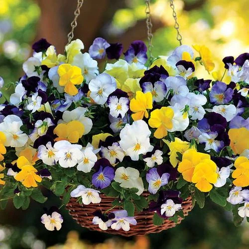 Cool Wave® Mix Pansy Seeds 3 Cool Wave® Mix Pansy Seeds