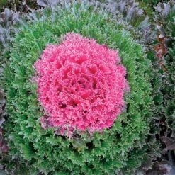 Glamour Red Ornamental Kale Seeds