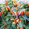 NuMex Easter Ornamental Pepper Seeds (P) Pkt Of 10 Seeds