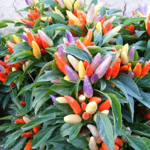 NuMex Easter Ornamental Pepper Seeds 3 NuMex Easter Ornamental Pepper Seeds