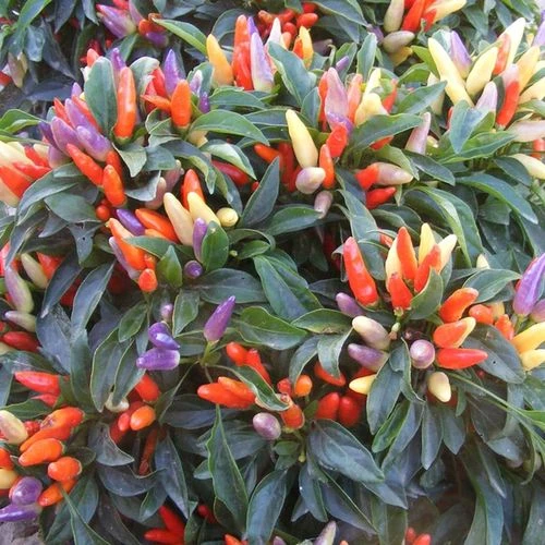 NuMex Easter Ornamental Pepper Seeds 4 NuMex Easter Ornamental Pepper Seeds - Image 2