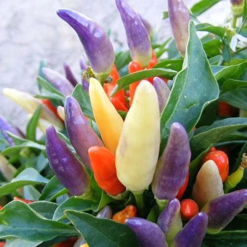 NuMex Easter Ornamental Pepper Seeds 5 NuMex Easter Ornamental Pepper Seeds - Image 3