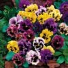 Flirty Skirts Mix Pansy Seeds -Park Seed® Shop 51546