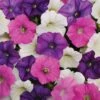 Shock Wave® Spark Mix Petunia Seeds -Park Seed® Shop 51592