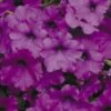 Easy Wave® Violet Hybrid Petunia Seeds -Park Seed® Shop 51598 pk 100