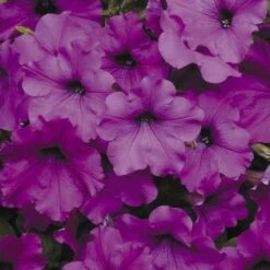 Easy Wave® Violet Hybrid Petunia Seeds