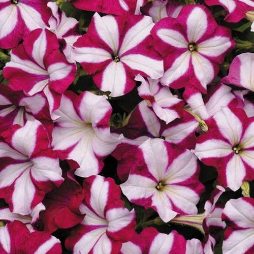 Easy Wave® Burgundy Star Petunia Seeds 3 Easy Wave® Burgundy Star Petunia Seeds