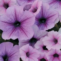 Easy Wave® Plum Vein Petunia Seeds