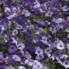 Shock Wave® Denim Shades Petunia Seeds -Park Seed® Shop 51619