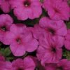 Easy Wave® Neon Rose Petunia Seeds 1 Easy Wave® Neon Rose Petunia Seeds -Park Seed® Shop 51639 PK 100