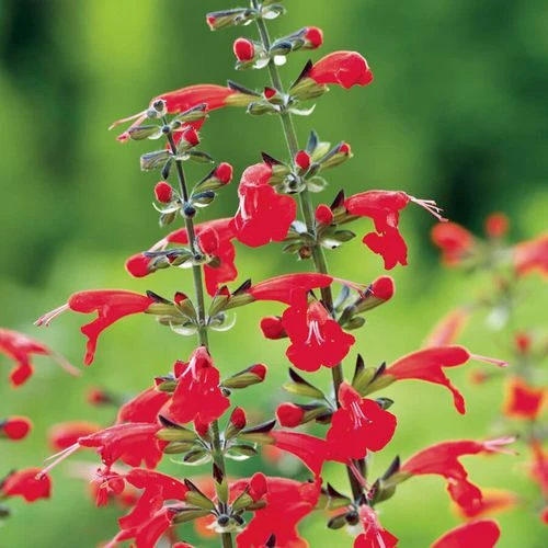 Summer Jewel™ Red Salvia Seeds 3 Summer Jewel™ Red Salvia Seeds