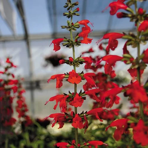 Summer Jewel™ Red Salvia Seeds 4 Summer Jewel™ Red Salvia Seeds - Image 2