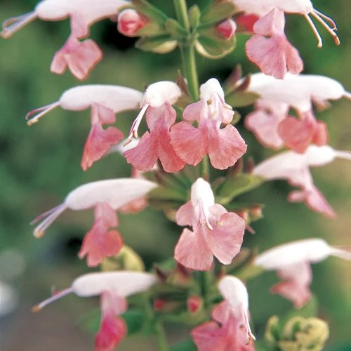 Summer Jewel™ Pink Salvia Seeds 3 Summer Jewel™ Pink Salvia Seeds