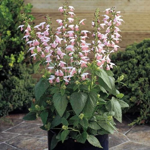 Summer Jewel™ Pink Salvia Seeds 4 Summer Jewel™ Pink Salvia Seeds - Image 2