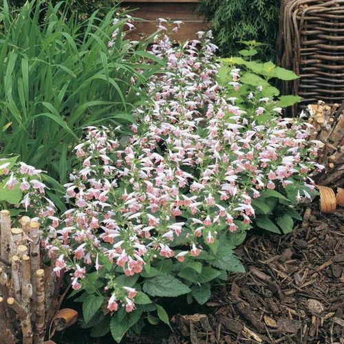 Summer Jewel™ Pink Salvia Seeds 5 Summer Jewel™ Pink Salvia Seeds - Image 3