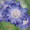 Fama® Deep Blue Pincushion Flower Seeds 2 Fama® Deep Blue Pincushion Flower Seeds -Park Seed® Shop 51699 pk p1