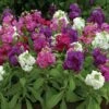 Hot Cakes Mixture Stock Seeds -Park Seed® Shop 51719 PK 250