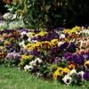 Spring Matrix™ Blotch Mix Pansy Seeds 2 Spring Matrix™ Blotch Mix Pansy Seeds -Park Seed® Shop 51743 PK 250