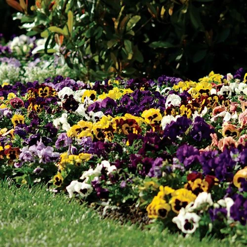 Spring Matrix™ Blotch Mix Pansy Seeds 3 Spring Matrix™ Blotch Mix Pansy Seeds
