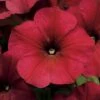 Easy Wave® Berry Velour Petunia Seeds