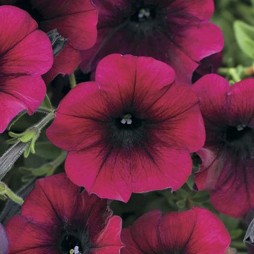 Easy Wave® Burgundy Velour Petunia Seeds 3 Easy Wave® Burgundy Velour Petunia Seeds