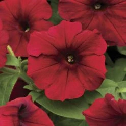Easy Wave® Red Velour Petunia Seeds
